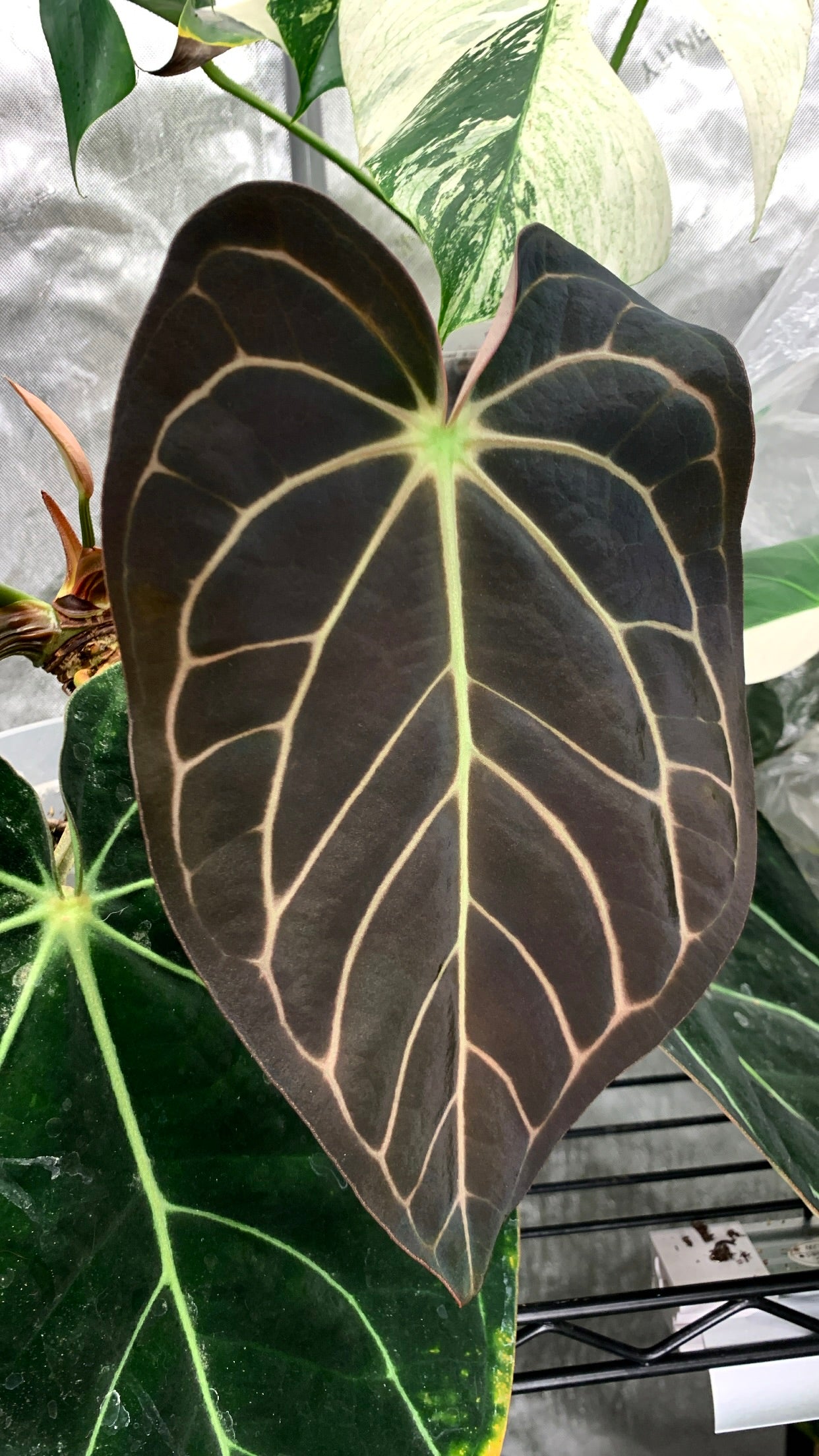 Anthurium papillilaminum x carlablackiae