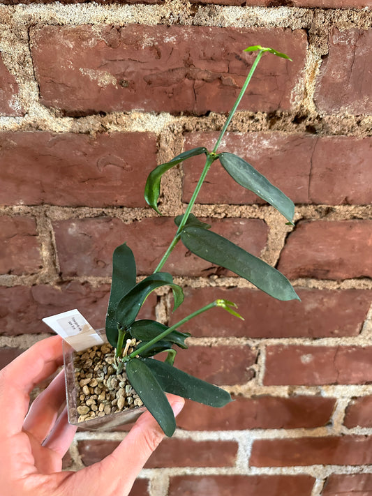 Hoya pandurata dark form