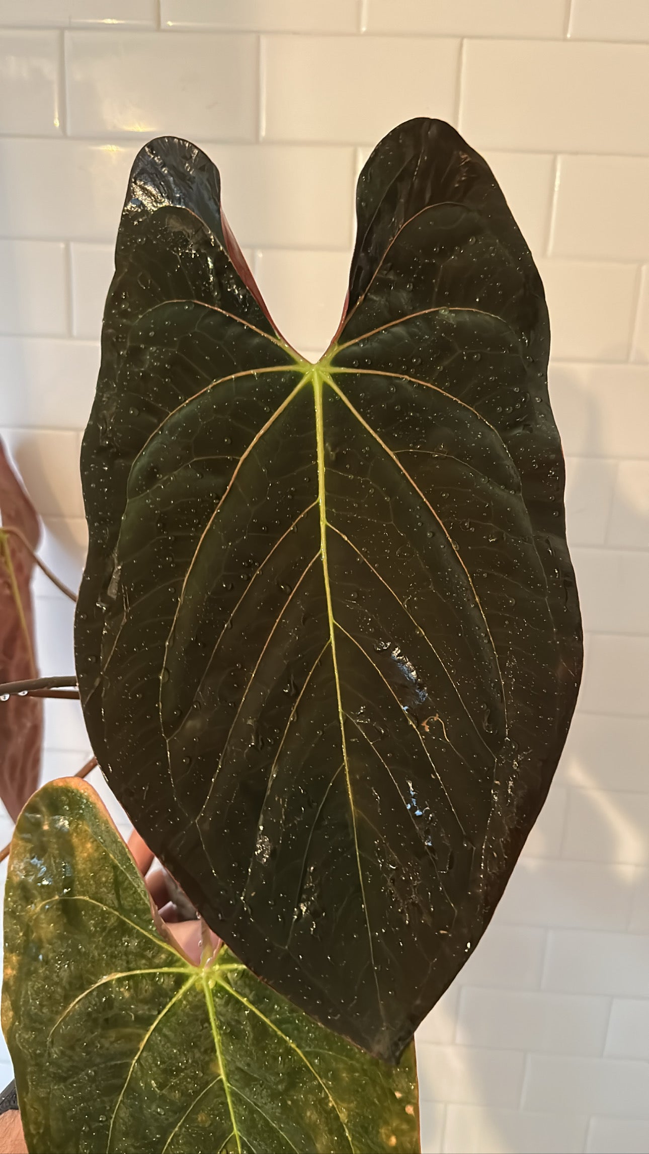 Anthurium papillilaminum x carlablackiae