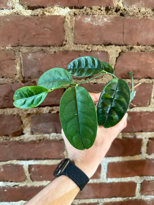 Hoya campanulata