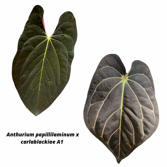 Anthurium papillilaminum x carlablackiae