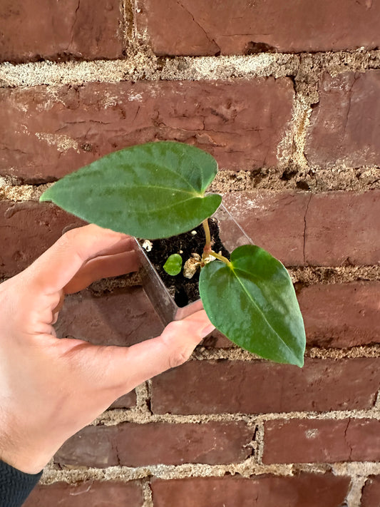 Anthurium mystery seedling!