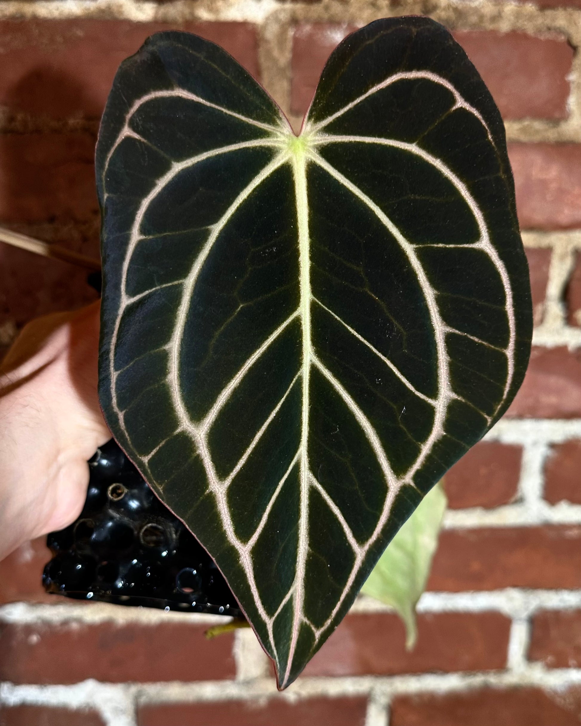 anthurium barklee Anthurium carlablackiae x dressleri – hoyahole