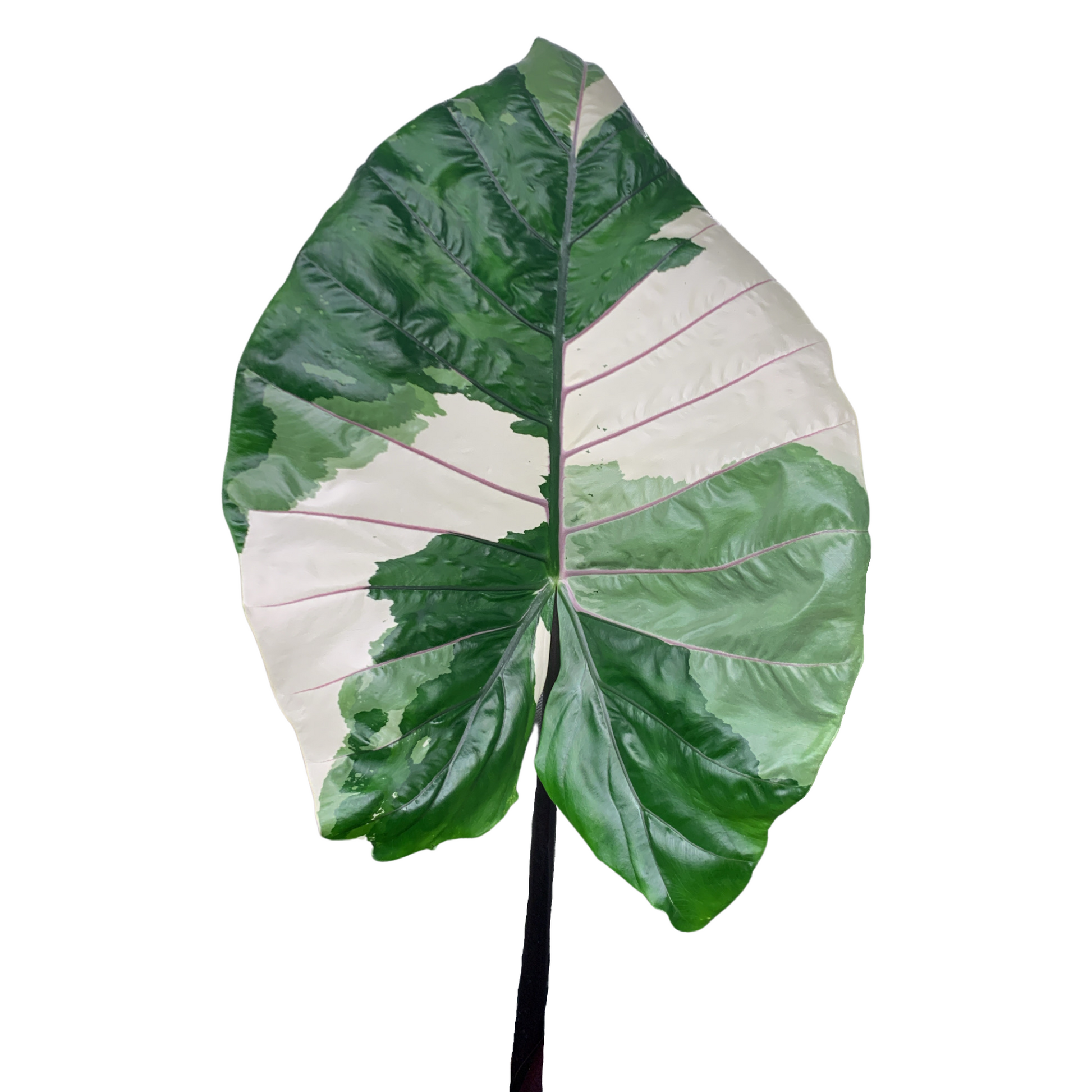 Alocasia macrorrhiza black stem variegated – hoyahole Alocasia macrorrhiza black stem variegated – hoyahole