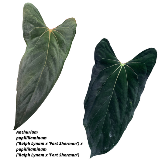 Anthurium papillilaminum ('Ralph Lynam' x 'Fort Sherman') x ('Ralph Lynam' x 'Fort Sherman')