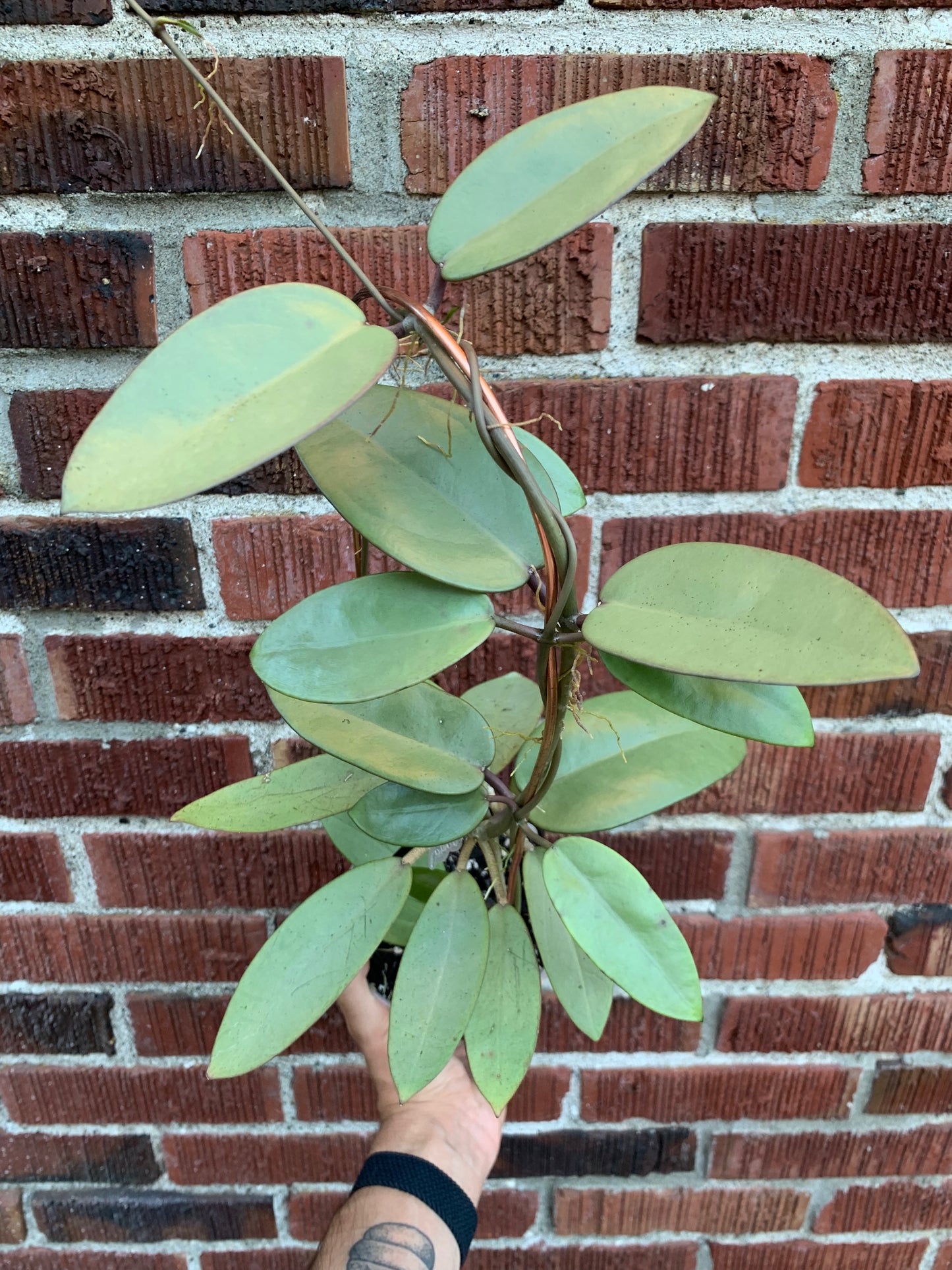 Hoya 'silver dollar' MB 1405 AG