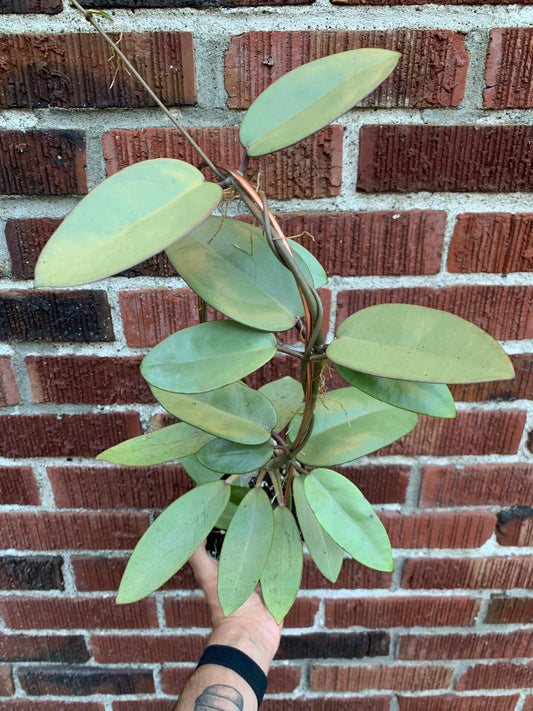 Hoya 'silver dollar' MB 1405 AG