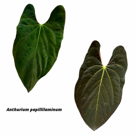 Anthurium papillilaminum A+