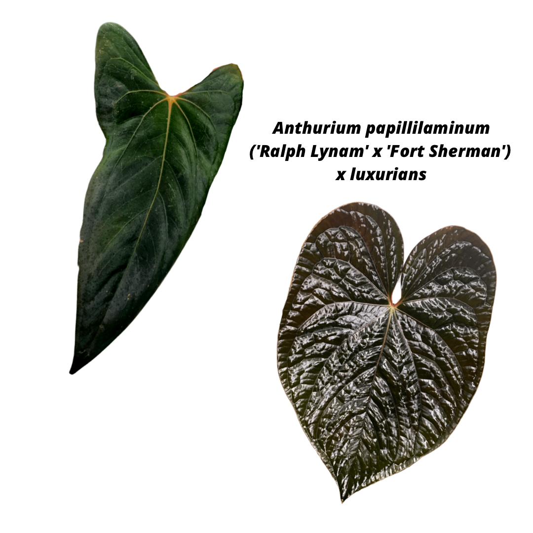 Anthurium – hoyahole