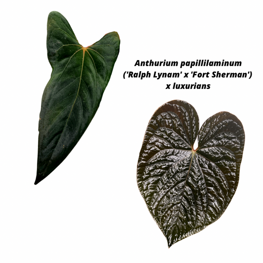 Anthurium papillilaminum ('Ralph Lynam' x 'Fort Sherman') x luxurians