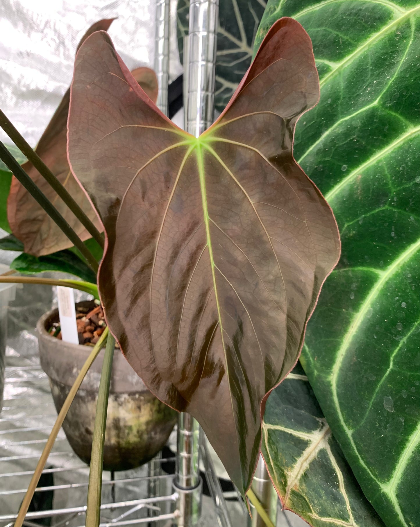 Anthurium papillilaminum A+