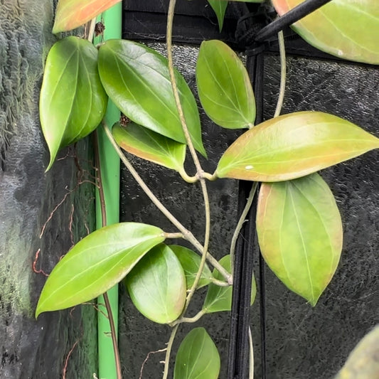 Hoya nicholsoniae