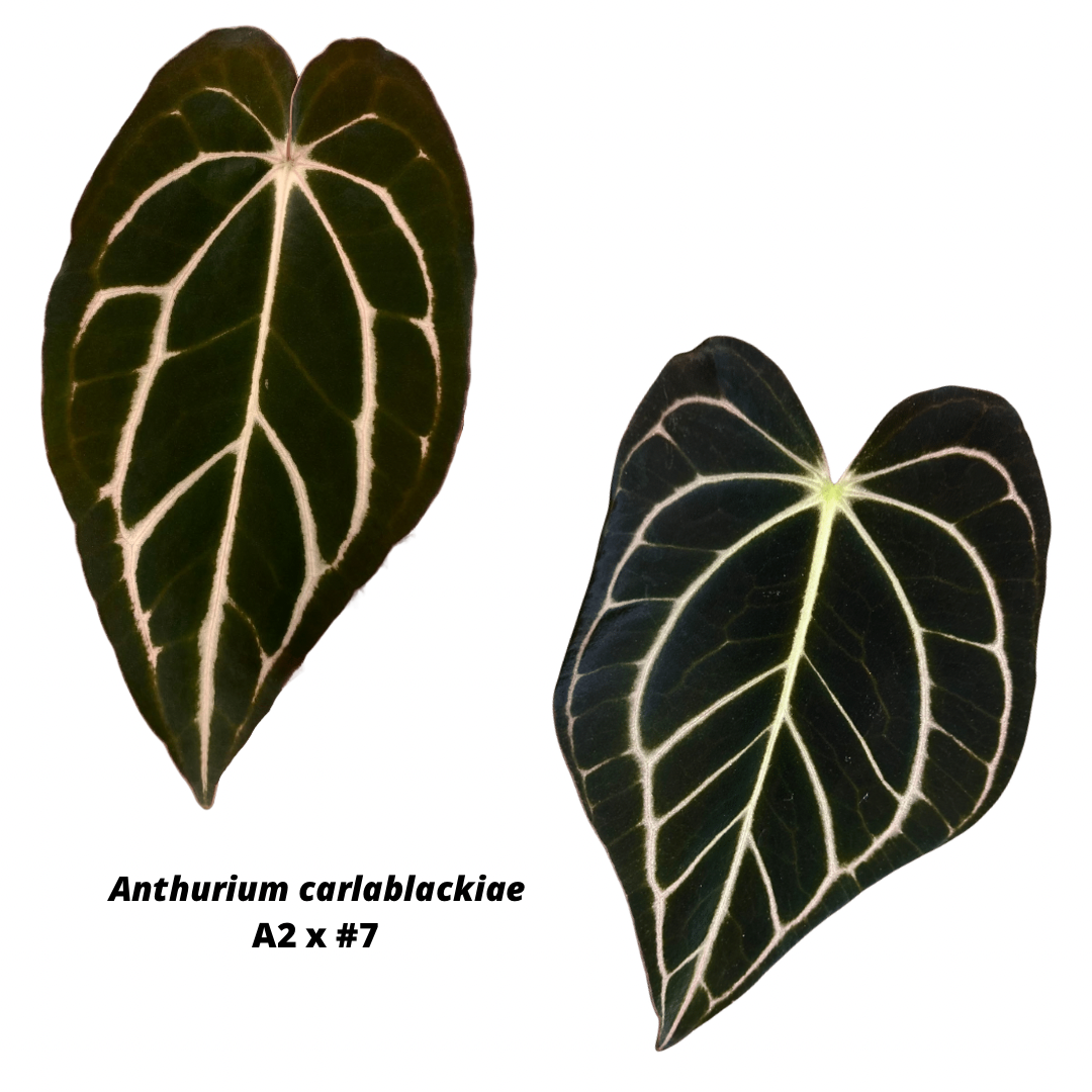 Anthurium carlablackiae – hoyahole Anthurium carlablackiae – hoyahole