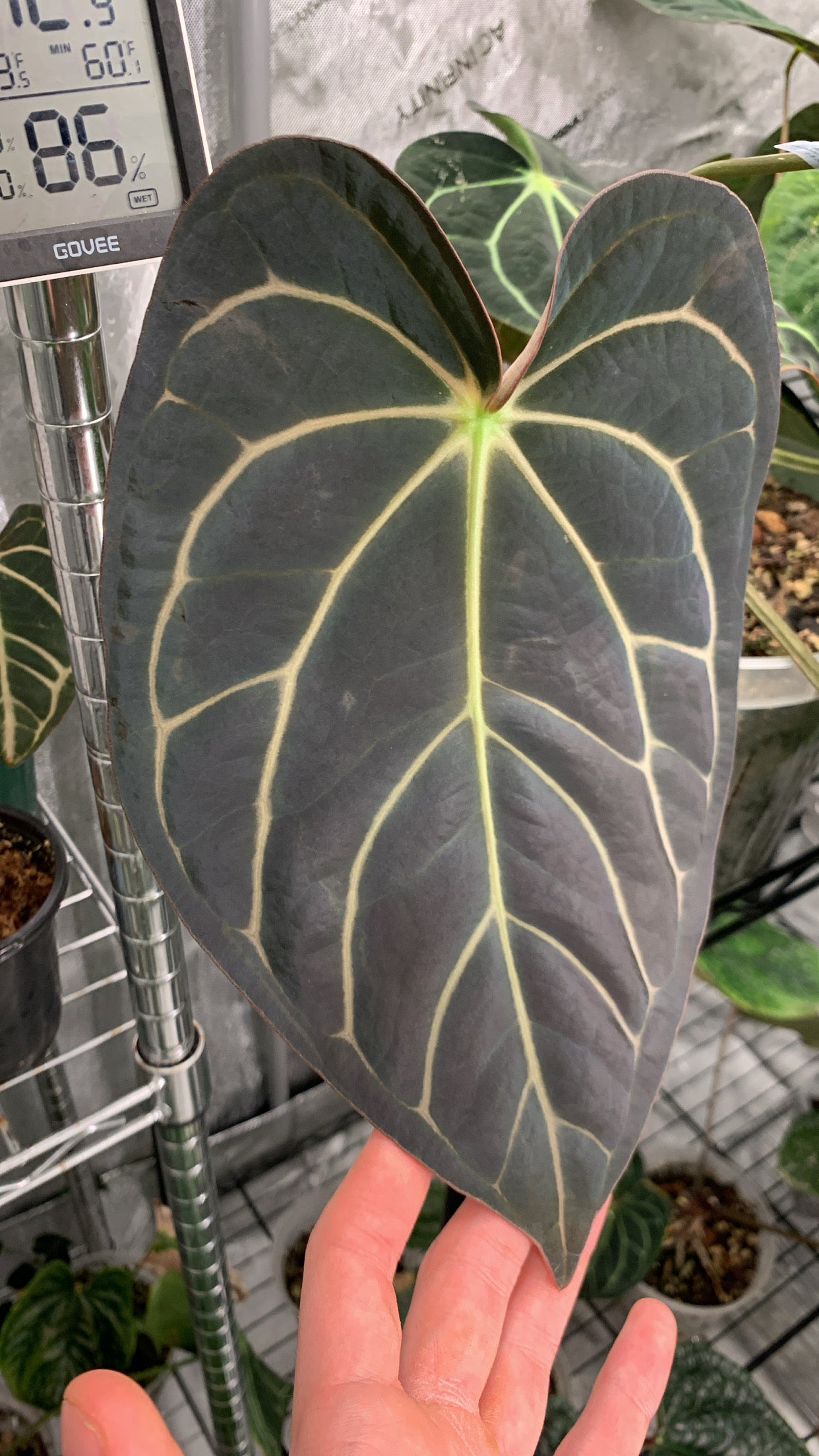 Anthurium carlablackiae