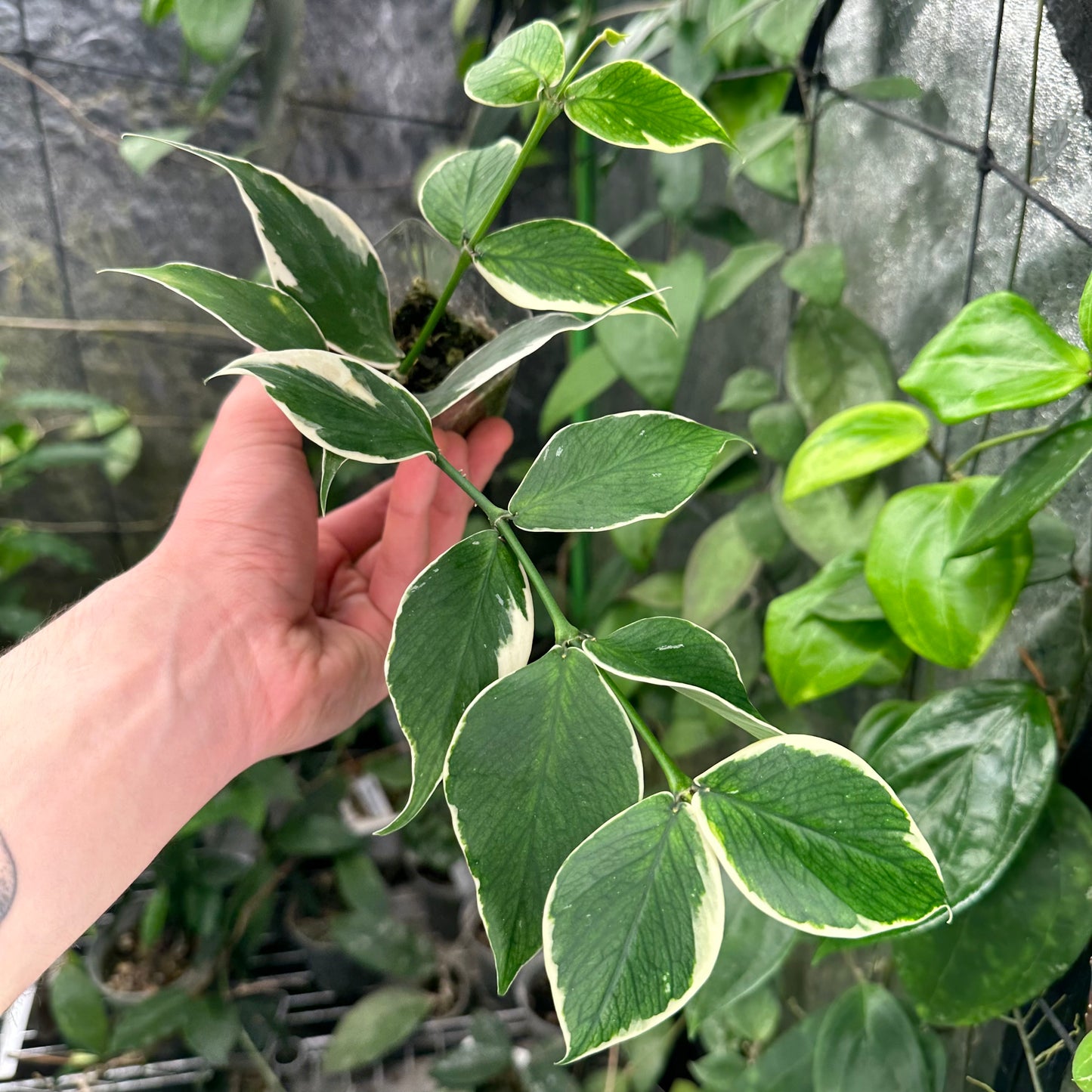 Hoya polyneura albomarginata