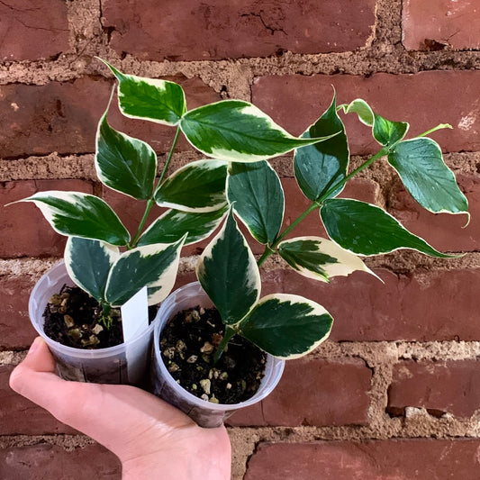 Hoya polyneura albomarginata