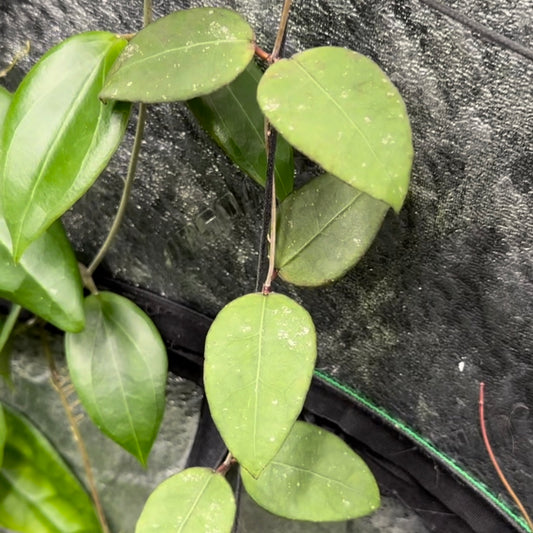 Hoya ovalifolia