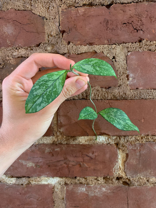 Hoya crassipetiolata splash