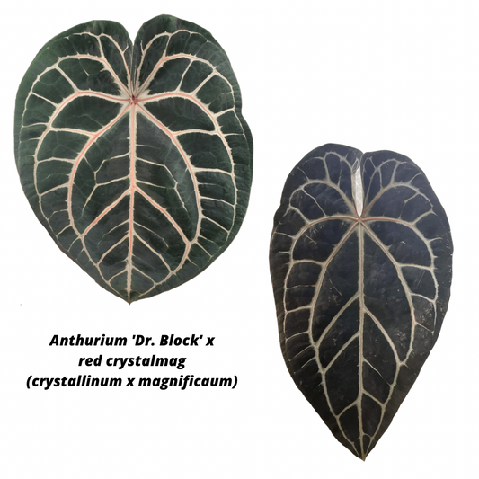 Anthurium 'Dr. Block' x 'red crystalmag' (crystal x magnificum)