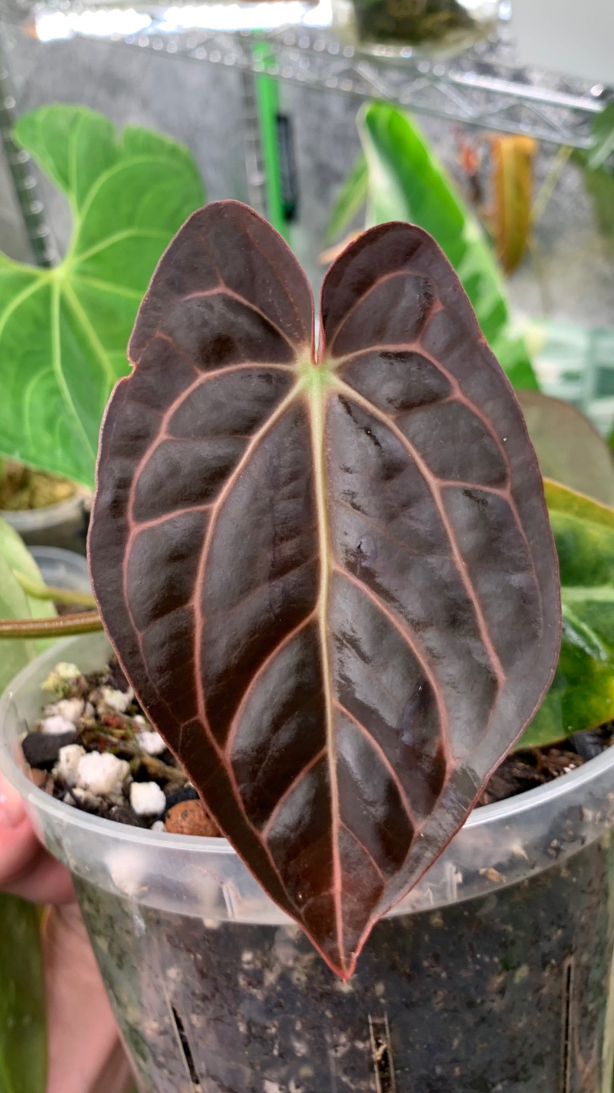 Anthurium carlablackiae